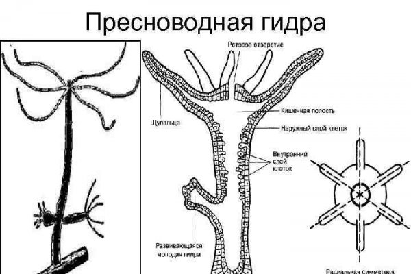 Блэк спрут зеркала tor